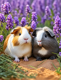 Guinea Pig in Lavender Diamond Painting